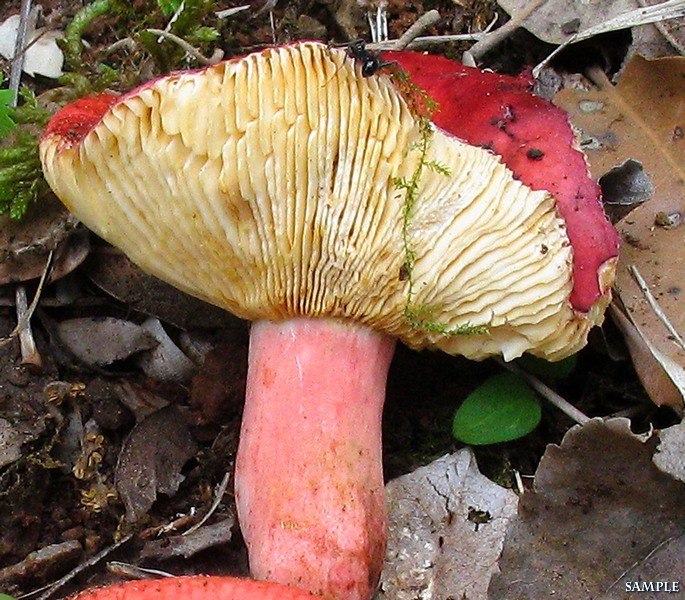 3 russule